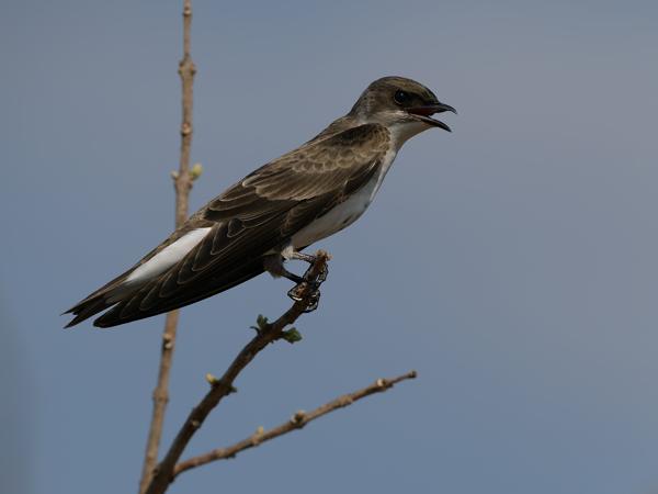 Bruinborstzwaluw (Progne tapera)